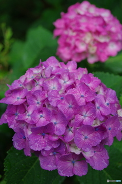 梅雨入り ～ 紫陽花の季節５