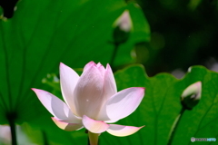 鶴舞公園の蓮 ③