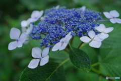 梅雨入り ～ 紫陽花の季節４