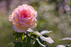 秋の東山動植物園 ①