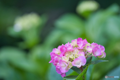 紫陽花咲く丘 ①