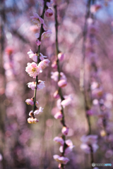 枝垂れ梅 満開 ⑥