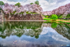 満開！名古屋城 お堀の桜