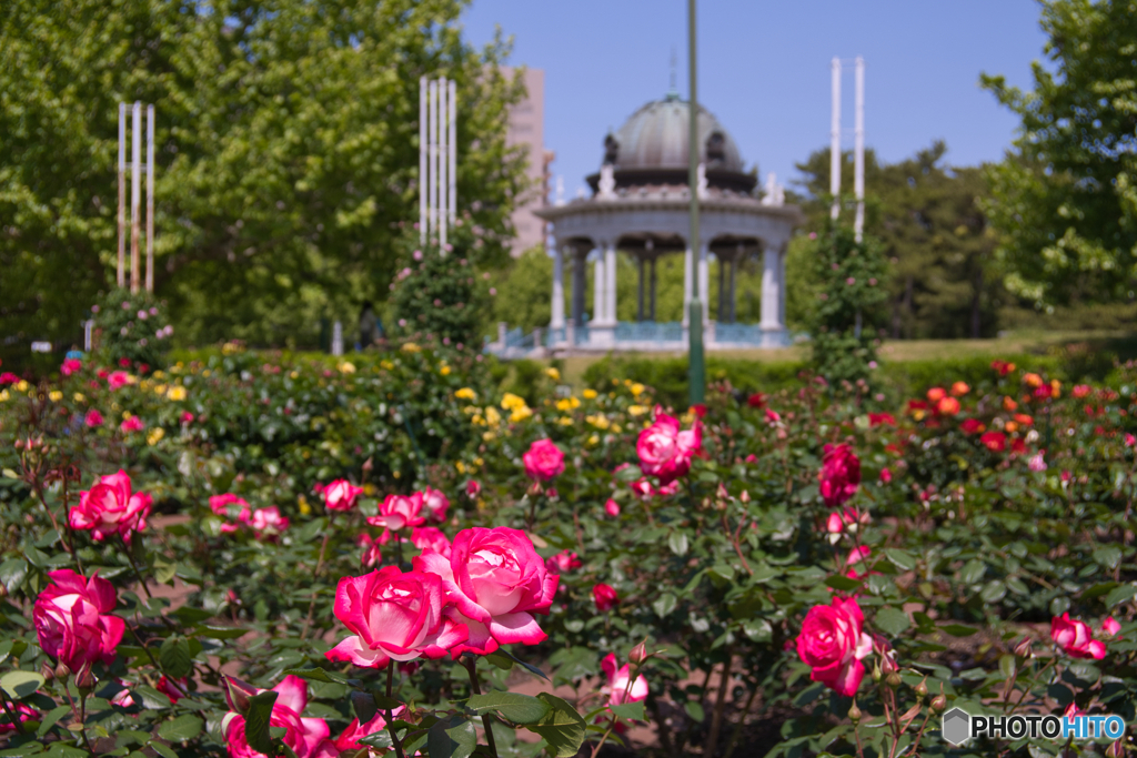 薔薇園 散策 ③