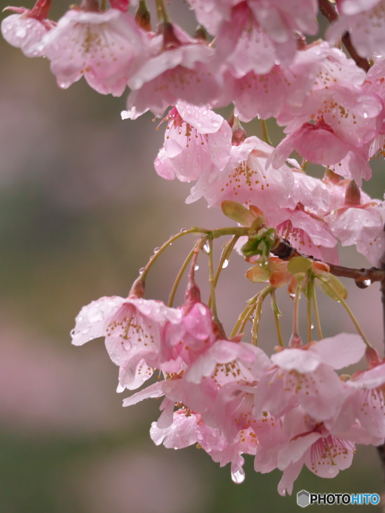 雨の大寒桜２