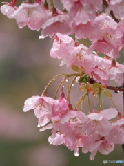 雨の大寒桜２