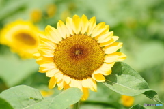 太陽サンサン