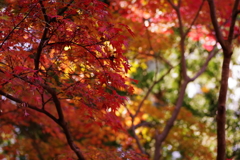 紅葉