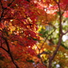 紅葉