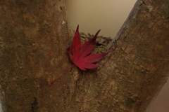 置き去り