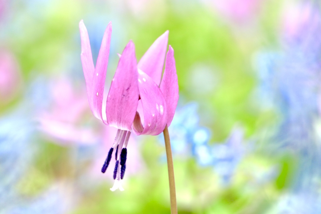 カタクリの花