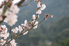 深山 赤松池の桜