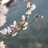 深山 赤松池の桜