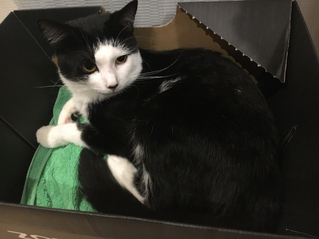 みぞれというものです。