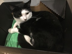 みぞれというものです。