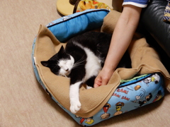 真似