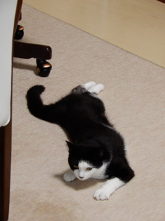 ほふく前進中