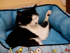 挙手