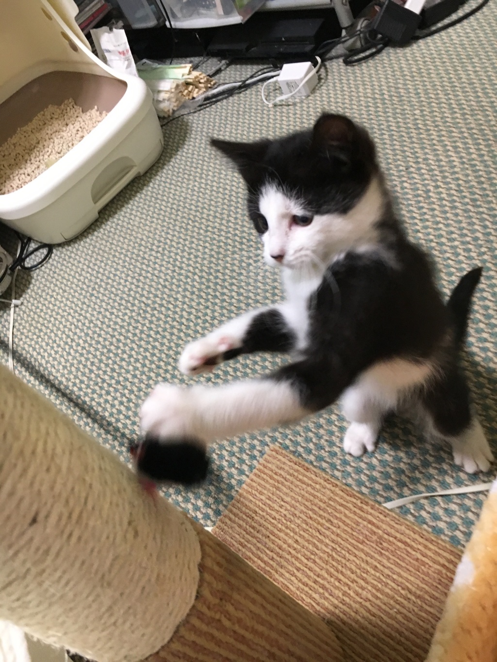 保護猫・昔は活発な子でした。