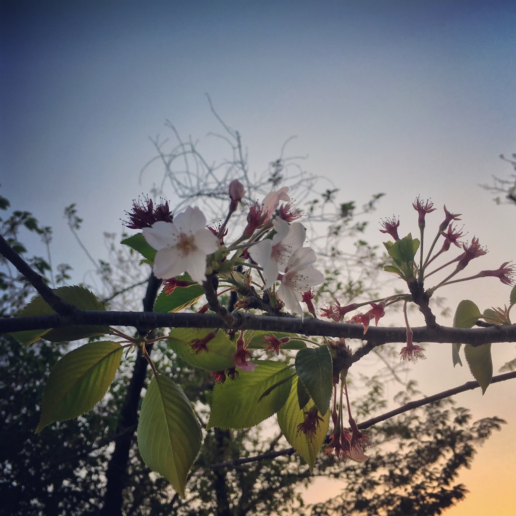 桜と夕景
