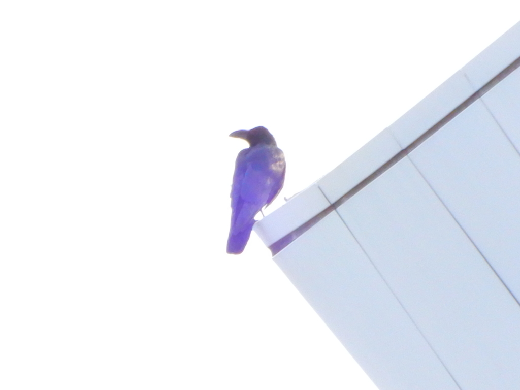 焦点距離422.8 mm ズームなカラス