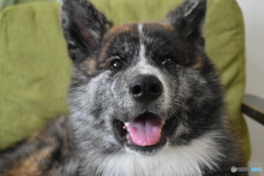 秋田犬虎太