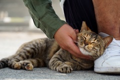 野良猫
