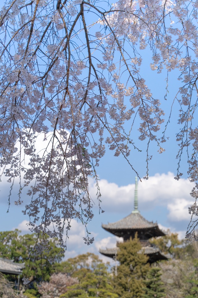しだれ桜