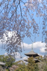 しだれ桜