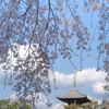 しだれ桜
