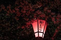 ヨザクラ