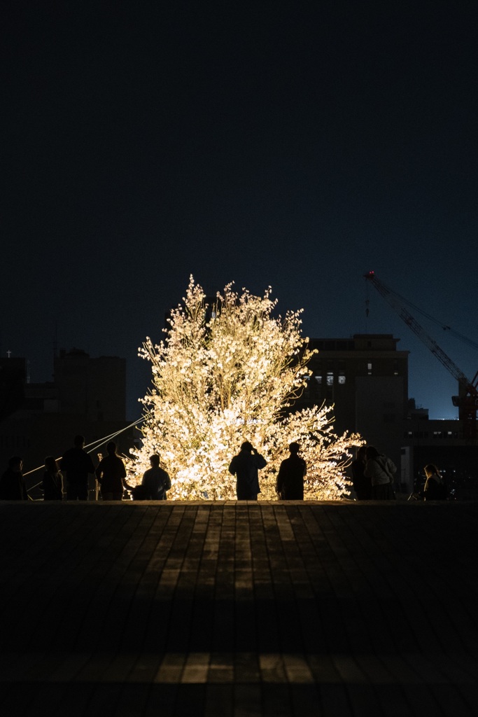 大さん橋桜