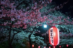 夜花見