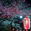 夜花見