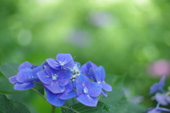 梅雨のひととき　