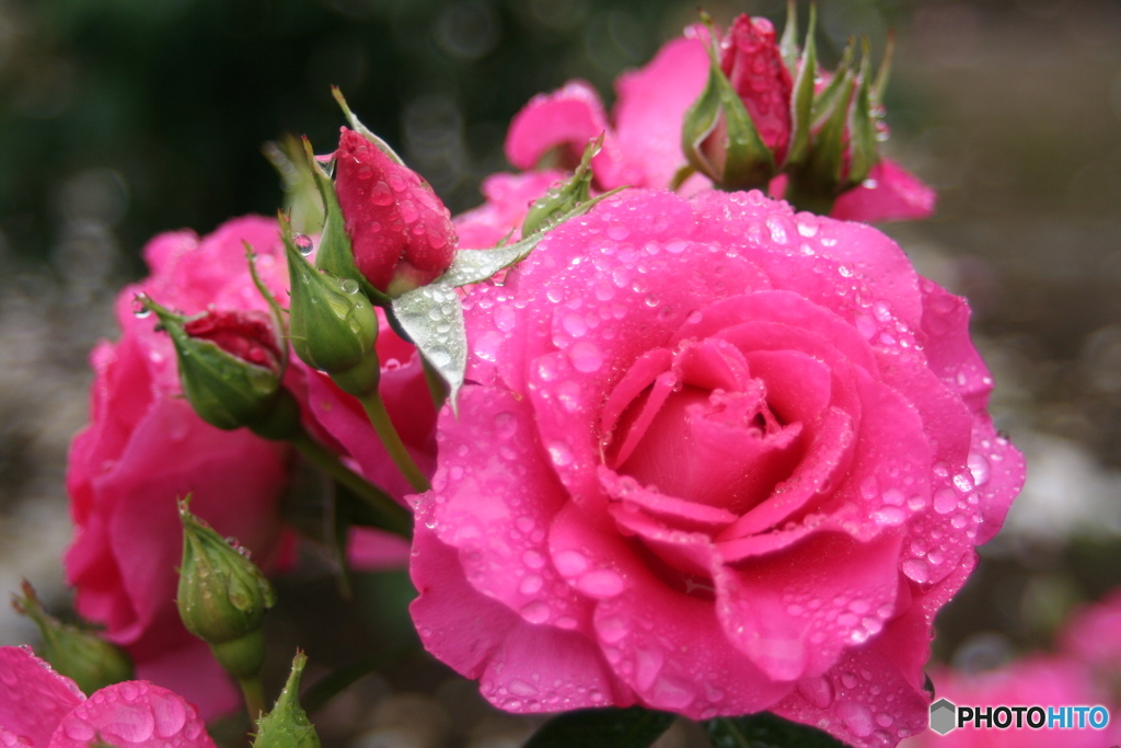 雨と薔薇Ⅱ