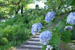 梅雨晴れのひととき