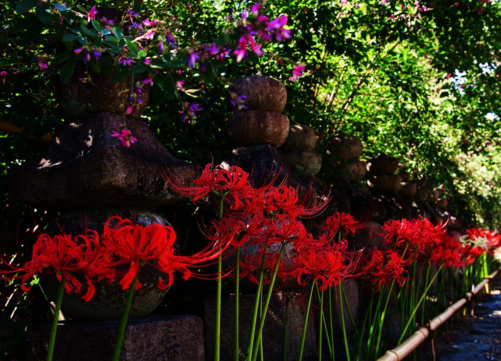 曼珠沙華