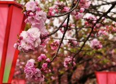 桜灯