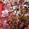 桜灯
