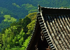 遠望