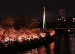 夜桜