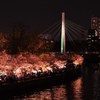 夜桜