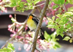 夏鳥