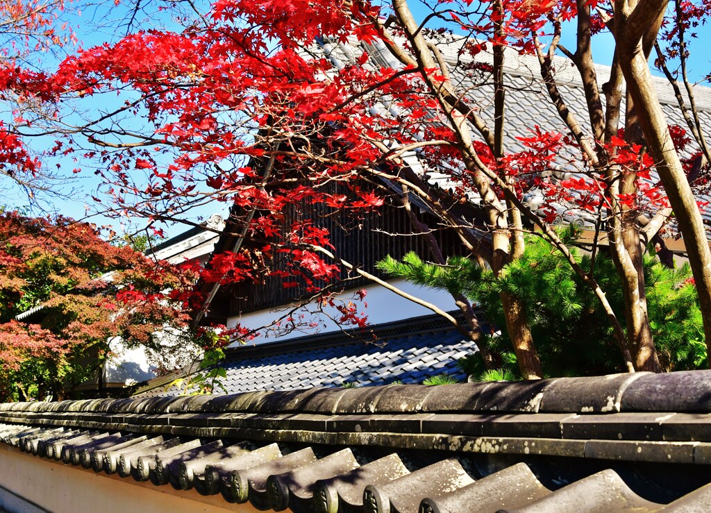 紅葉の塀