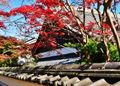 紅葉の塀