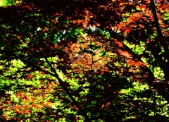 紅照