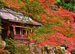 紅社