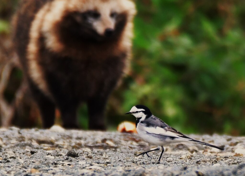 いたすけ古墳を歩く鳥