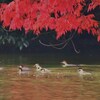 ミコアイサ